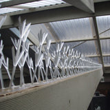 Thorny Devil Bird Spikes