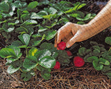 Bird Netting - Extruded