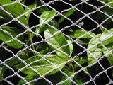 Bird Netting - Fruit Tree