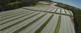 Bird Netting - Canopy