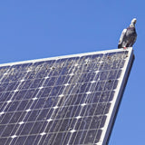 Pigeon poo on solar panel