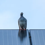 Pigeon on solar panel
