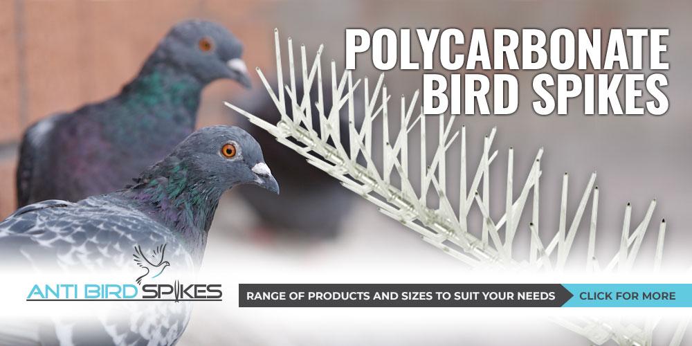 Polycarbonate Bird Spikes
